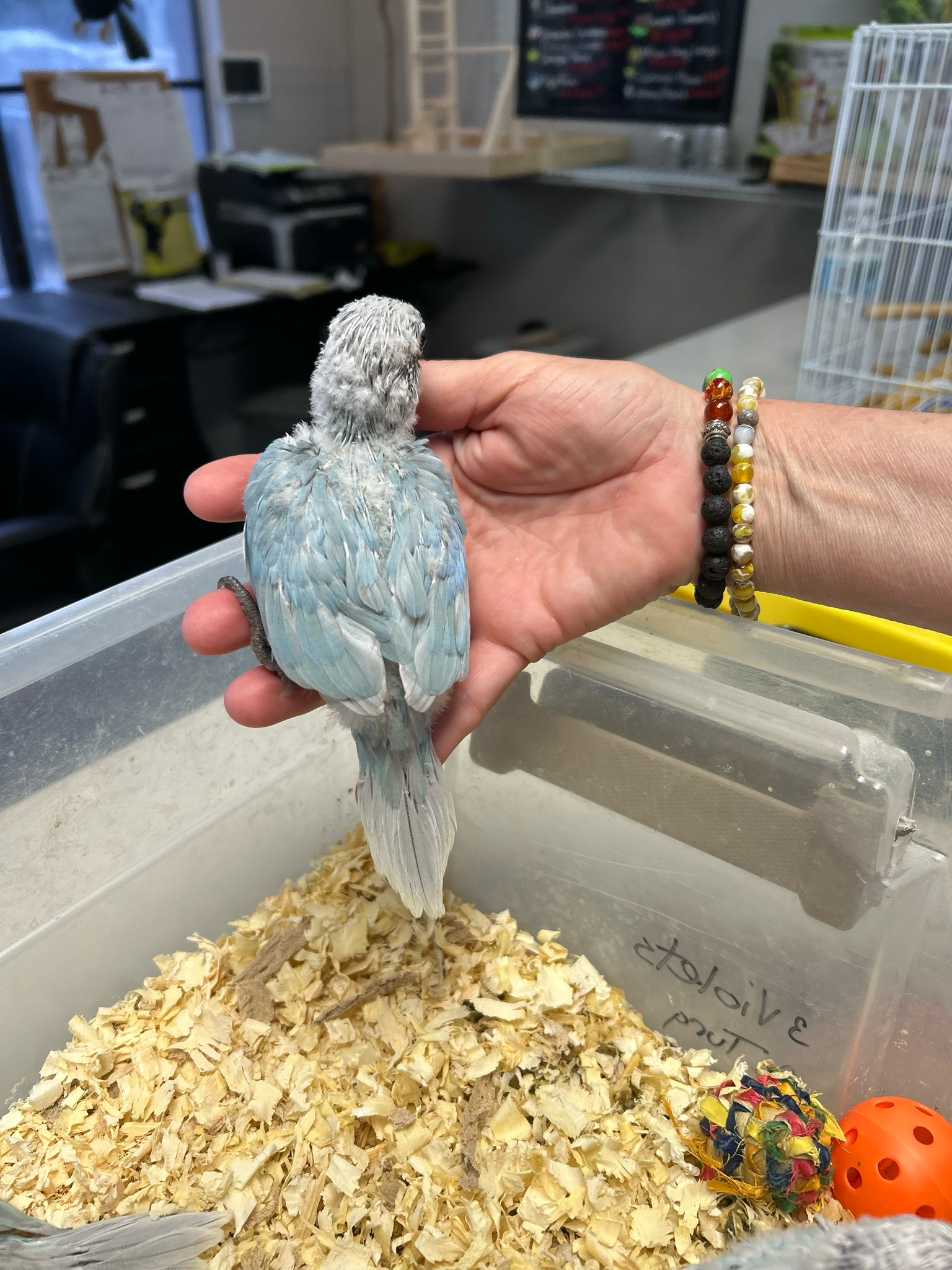 Conure Violet Greencheeks