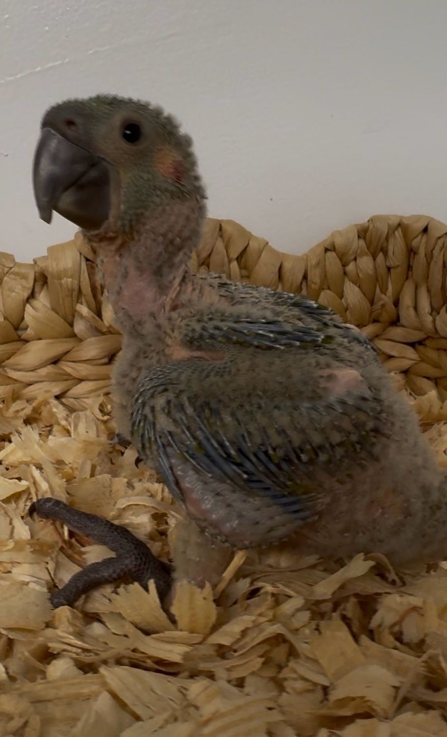Macaw Red front Baby