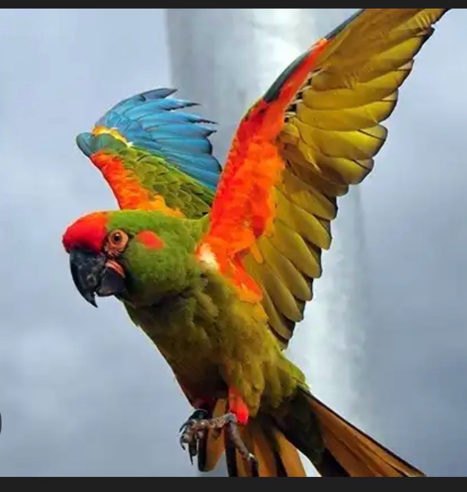 Macaw Red front Baby