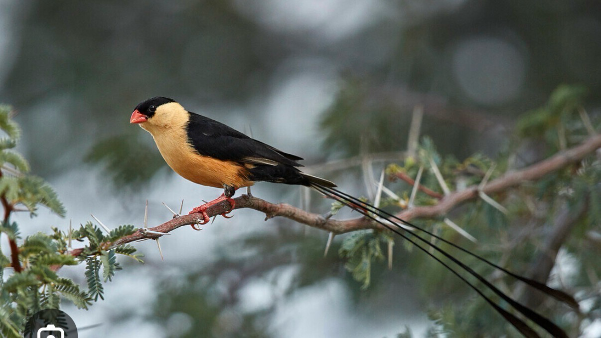 Shaft Tail Whydah