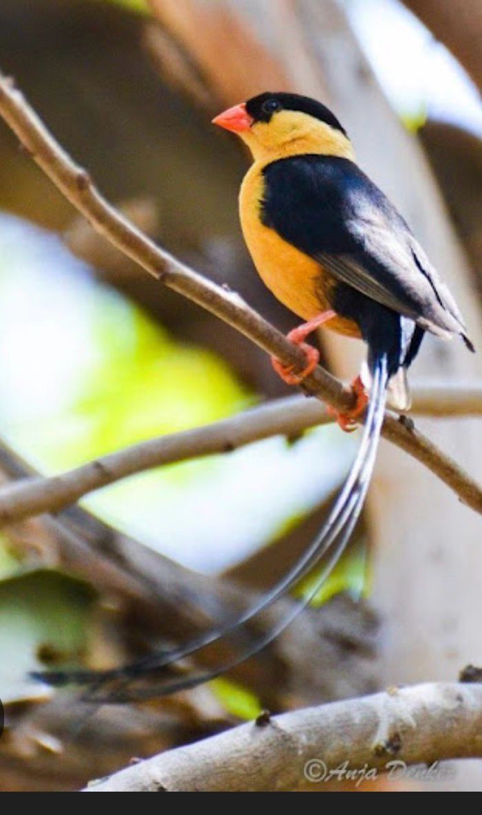 Shaft Tail Whydah