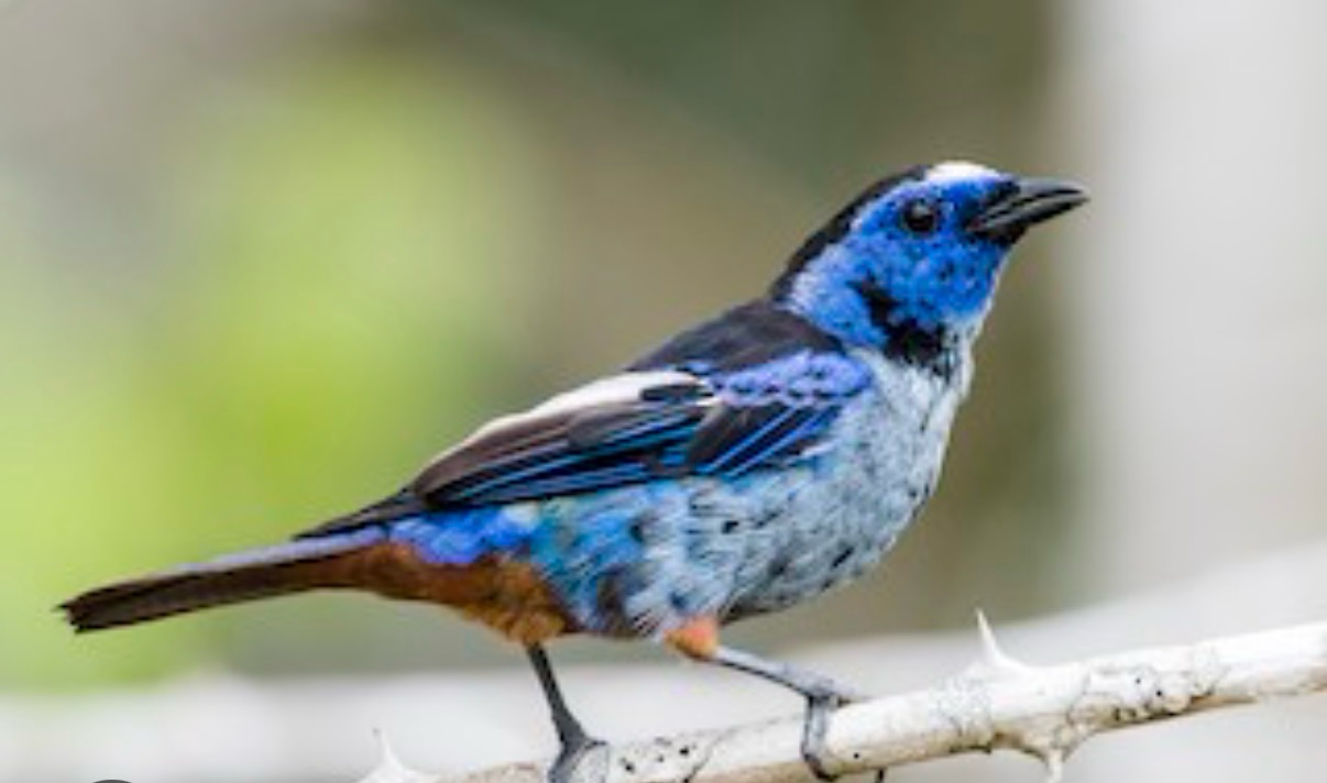 Tanager Opal Rumped