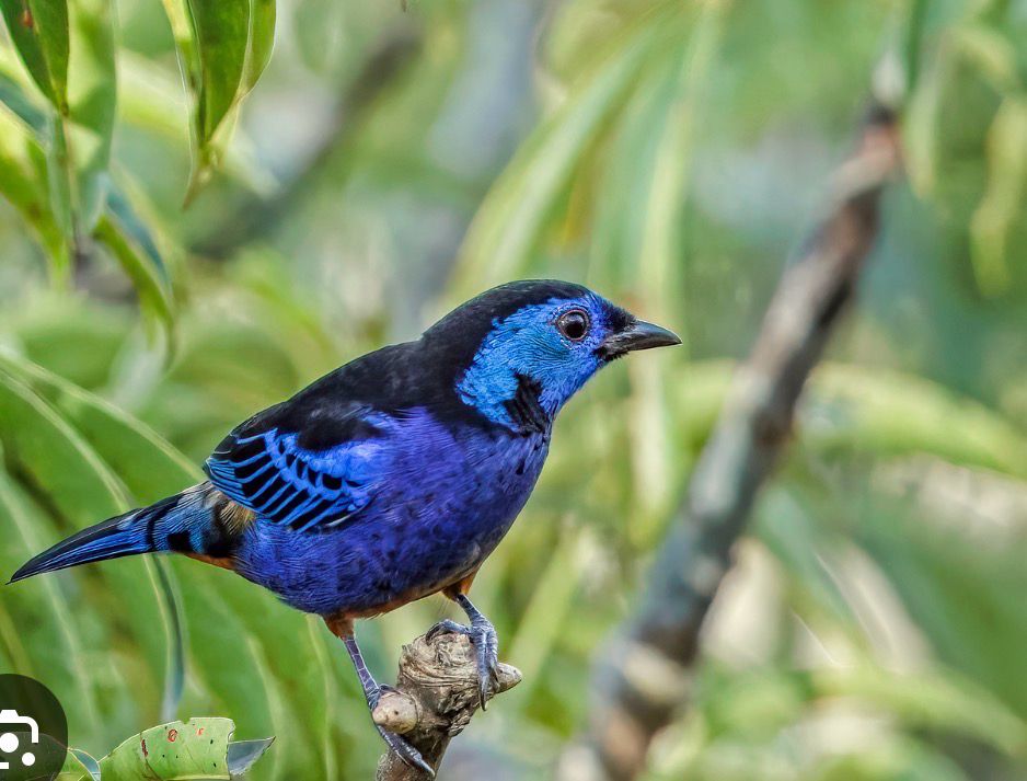 Tanager Opal Rumped