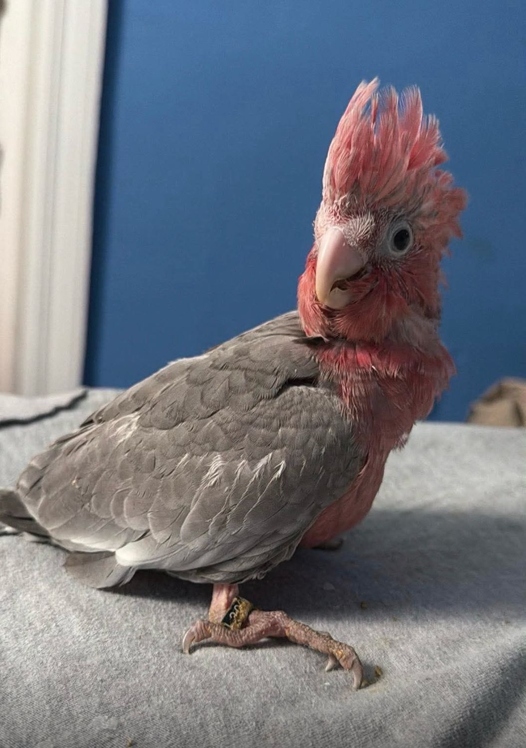Cockatoo Rose Breasted