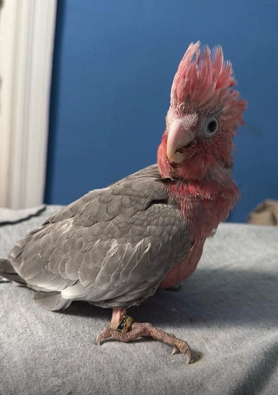 Cockatoo Rose Breasted