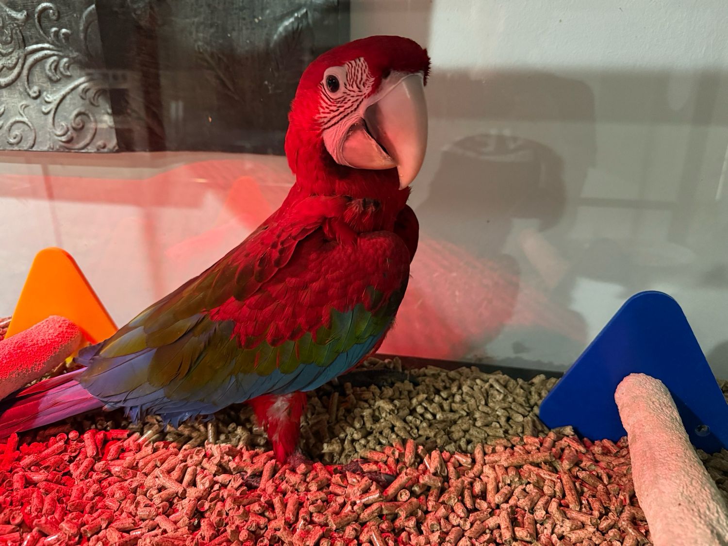Macaw Greenwing