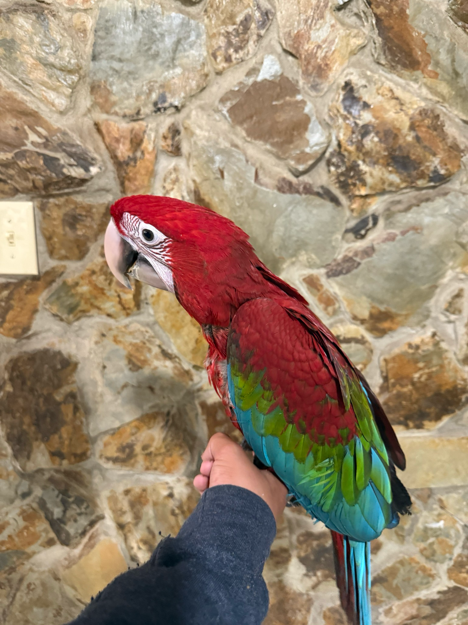 Macaw Greenwing