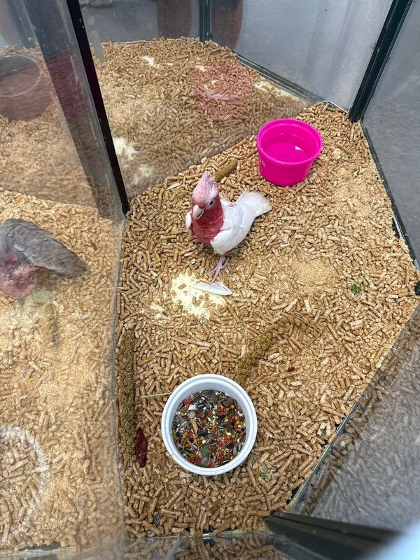 Cockatoo Lutino Galah