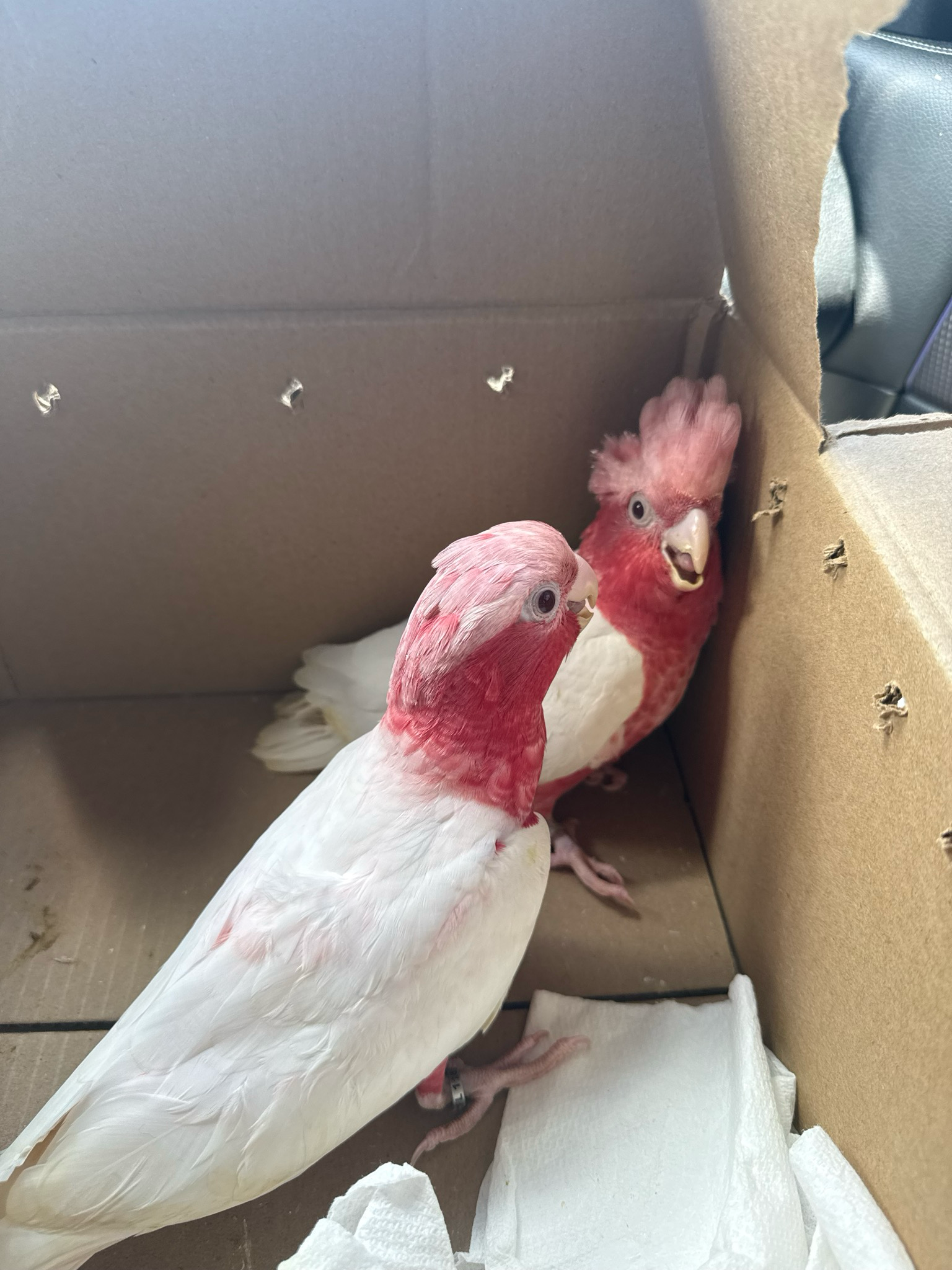 Cockatoo Lutino Galah