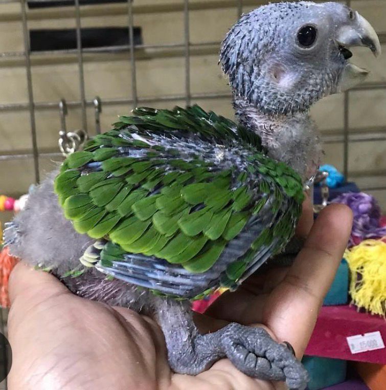 Amazon Orange Winged