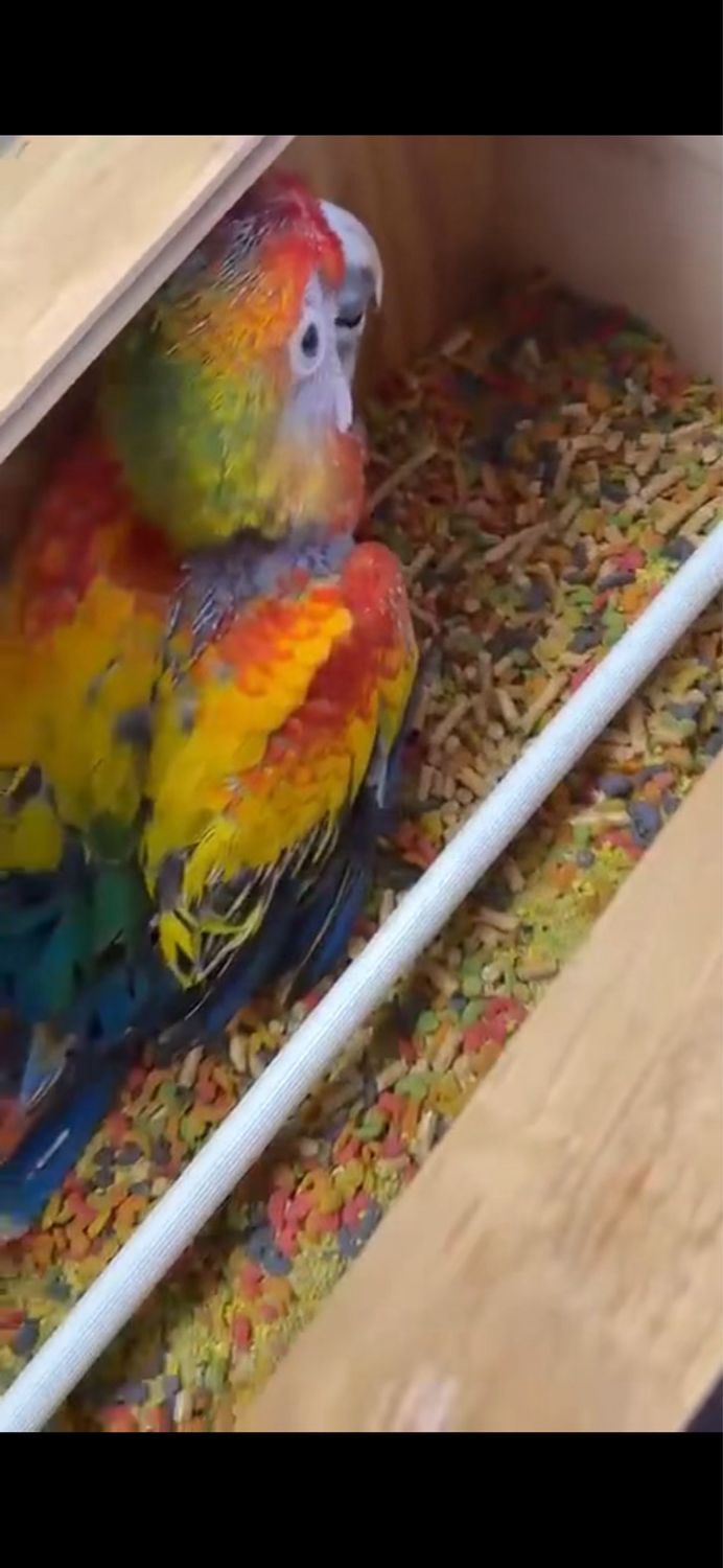 Macaw Sunburst