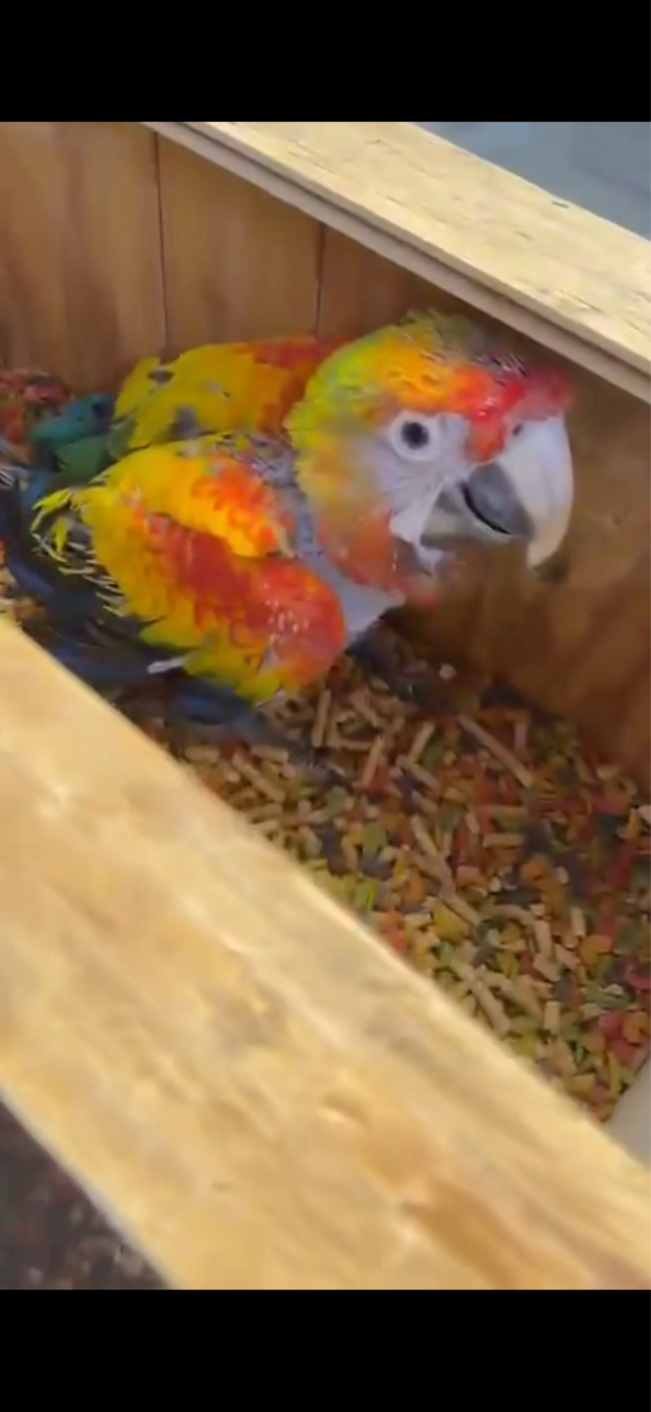 Macaw Sunburst