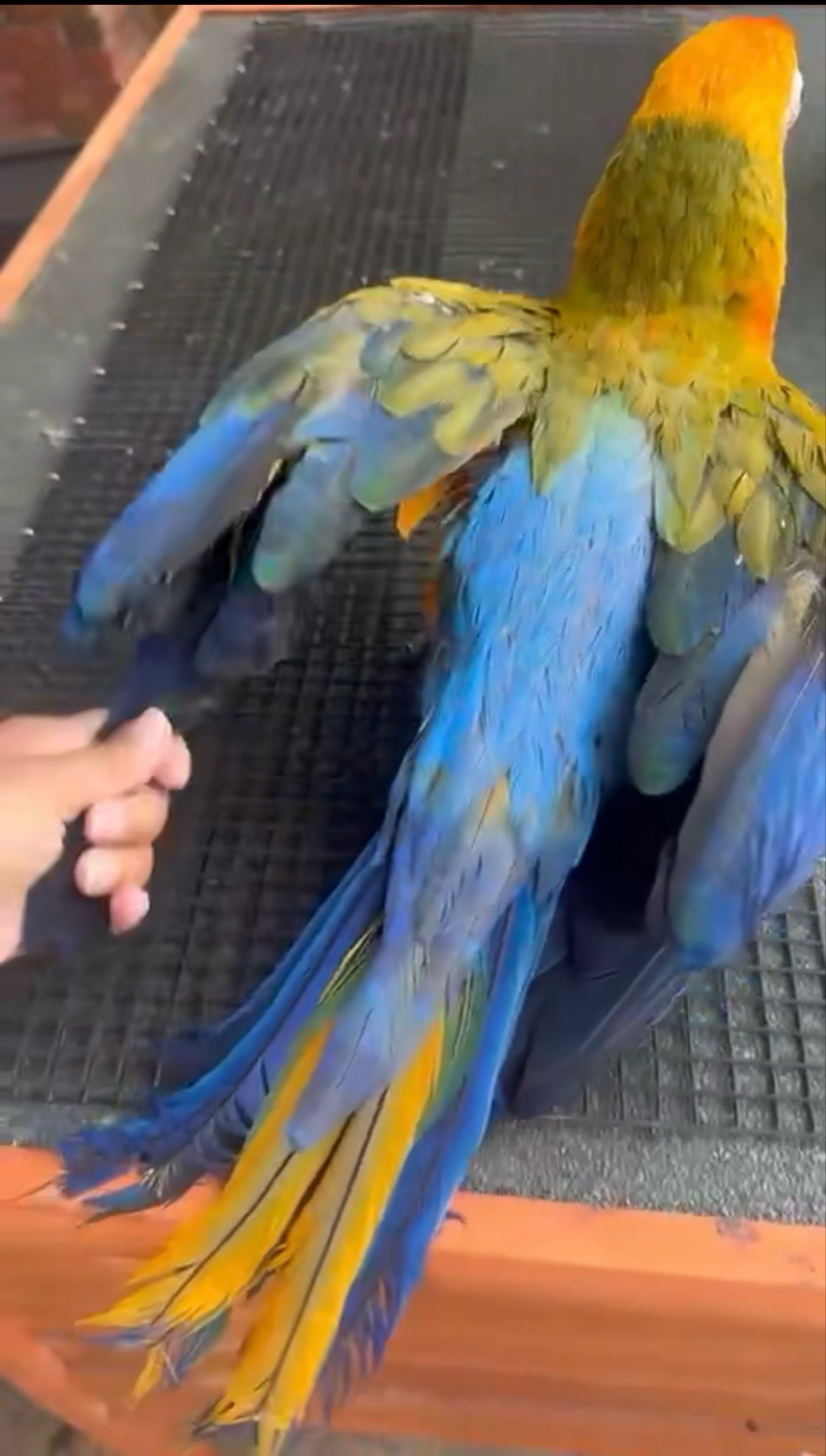 Macaw Capri
