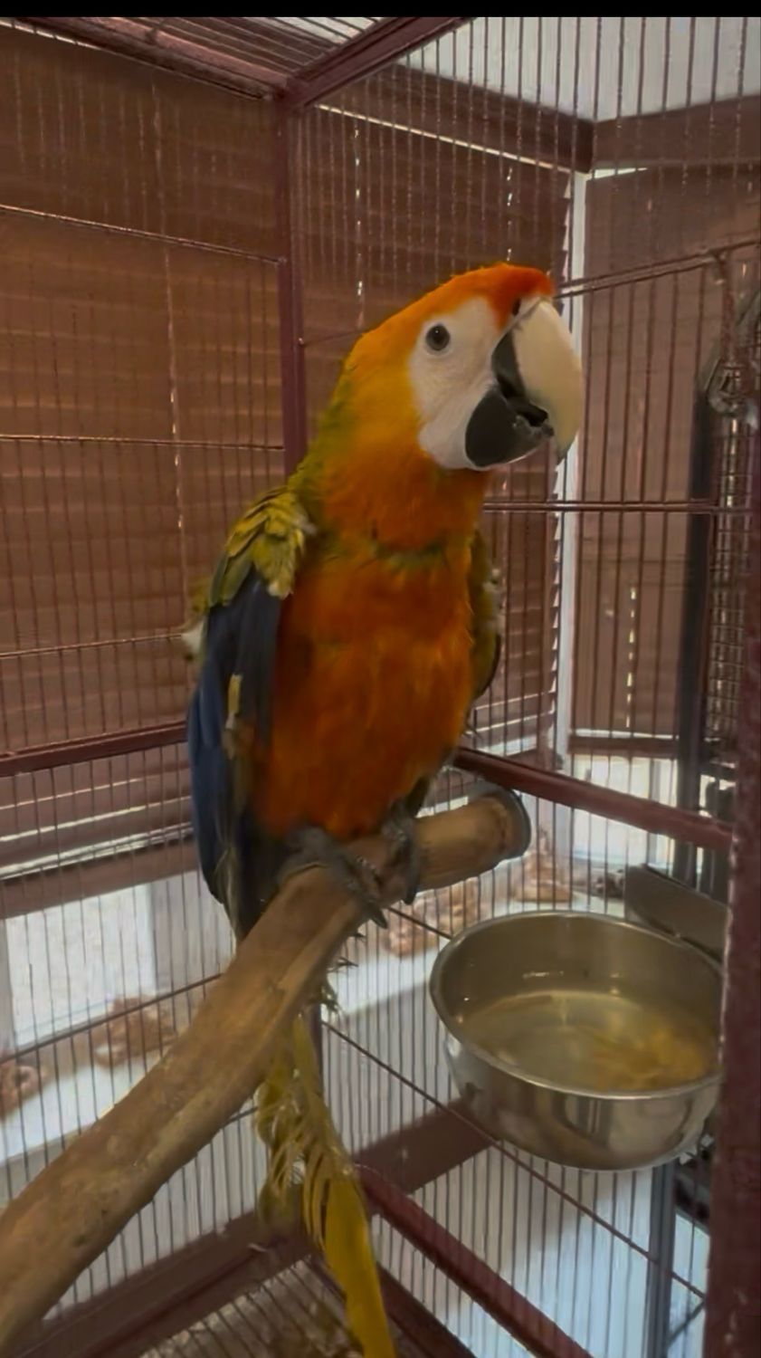 Macaw Capri