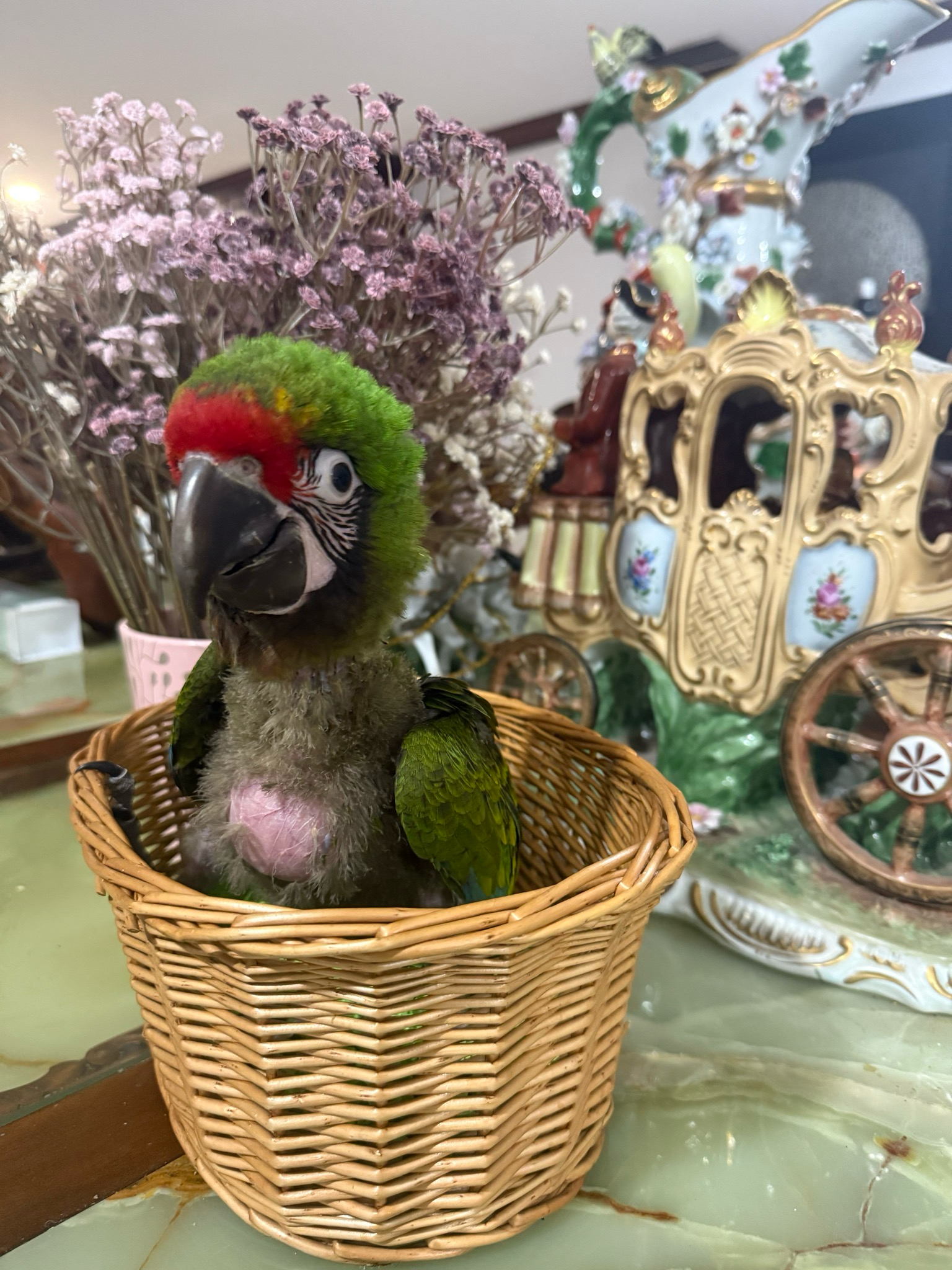 Macaw Military