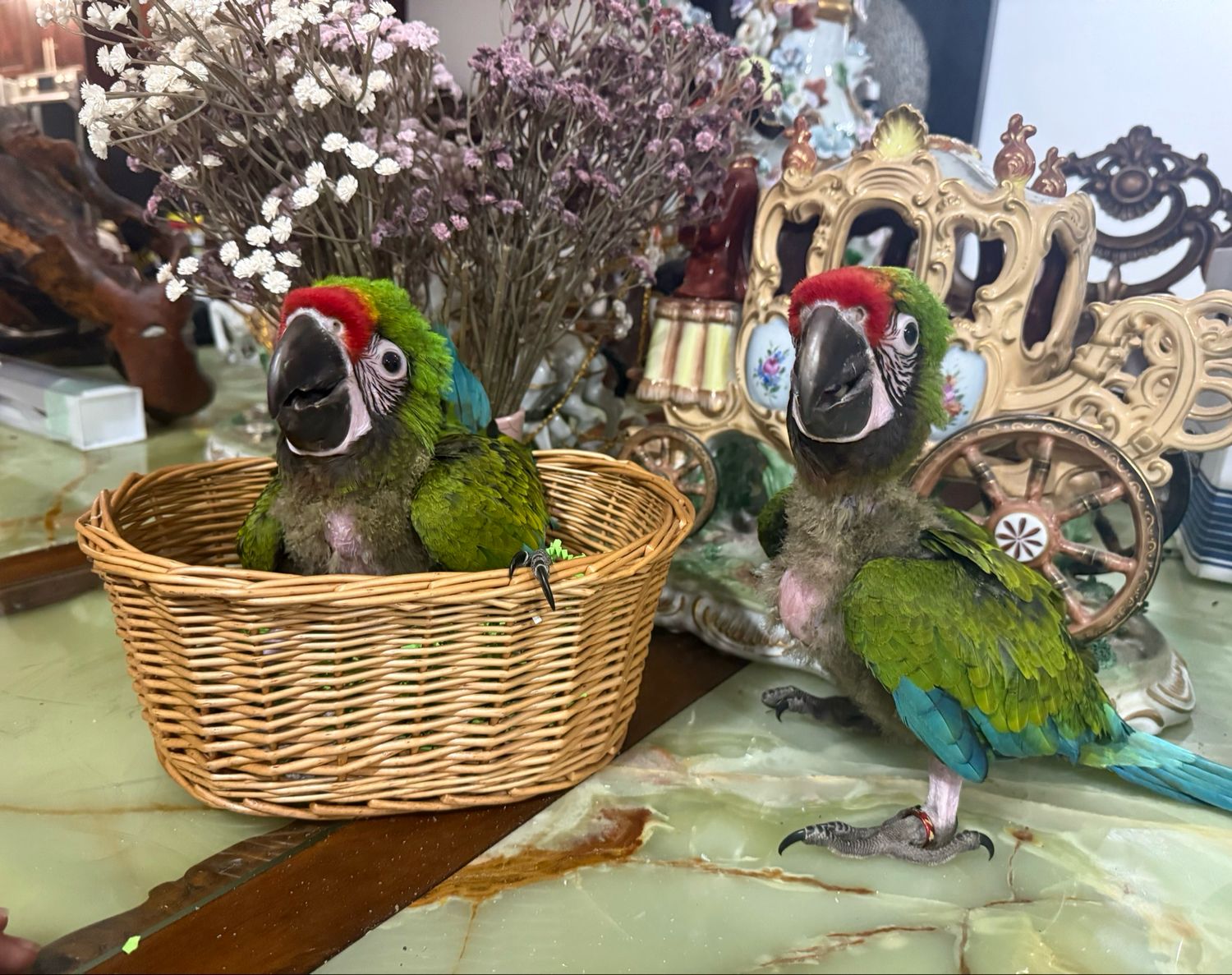 Macaw Military