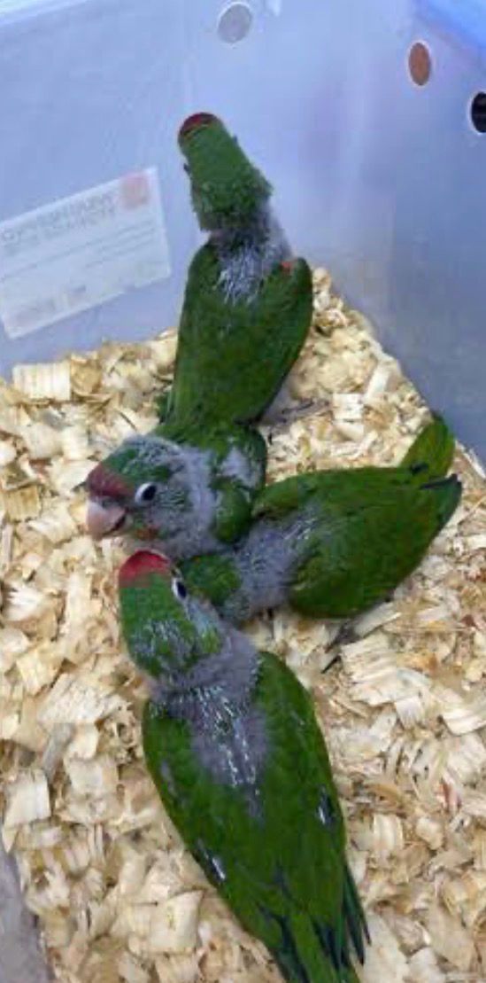 Conure Mitreds