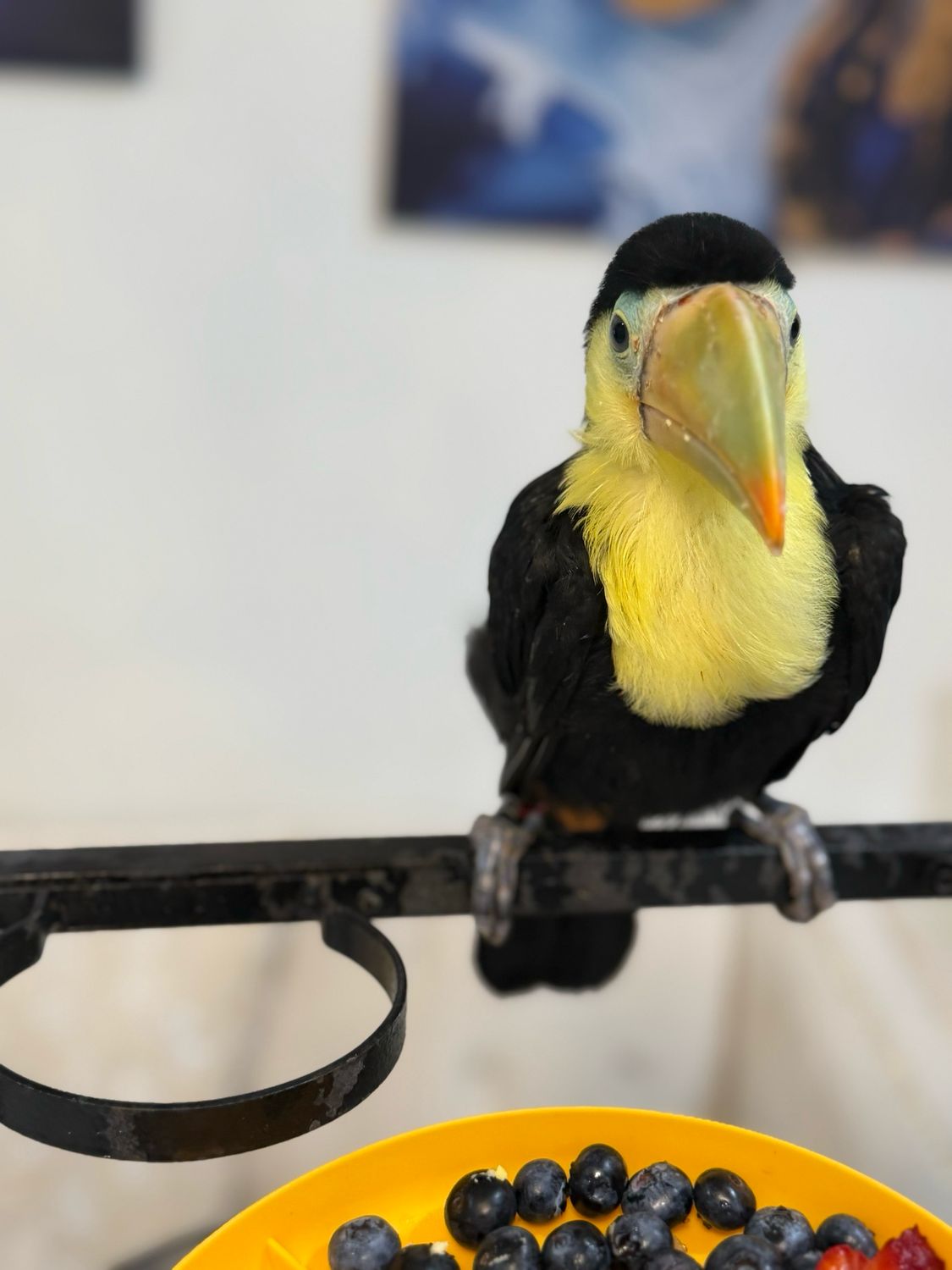 Toucan Keel Billed