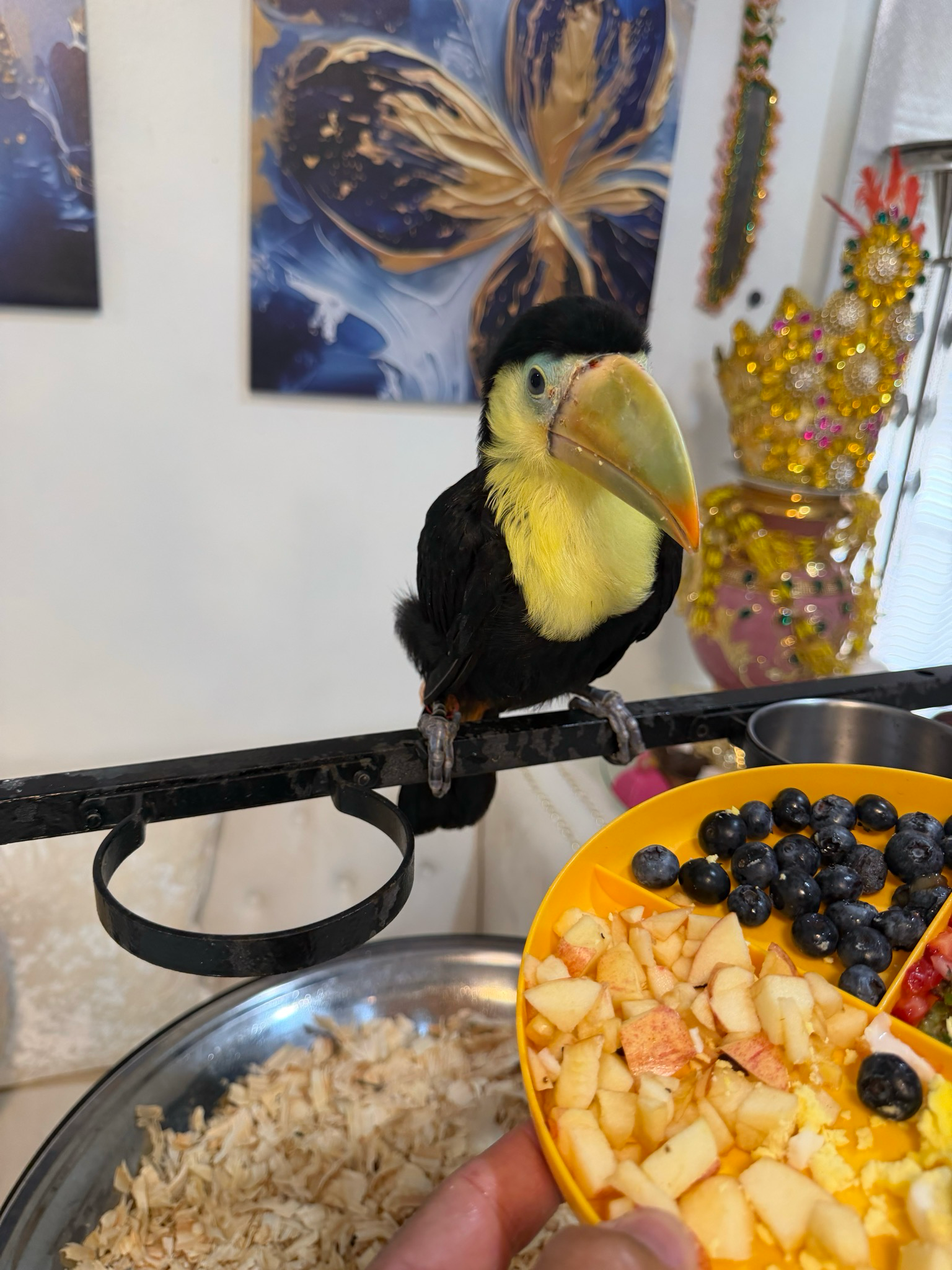 Toucan Keel Billed