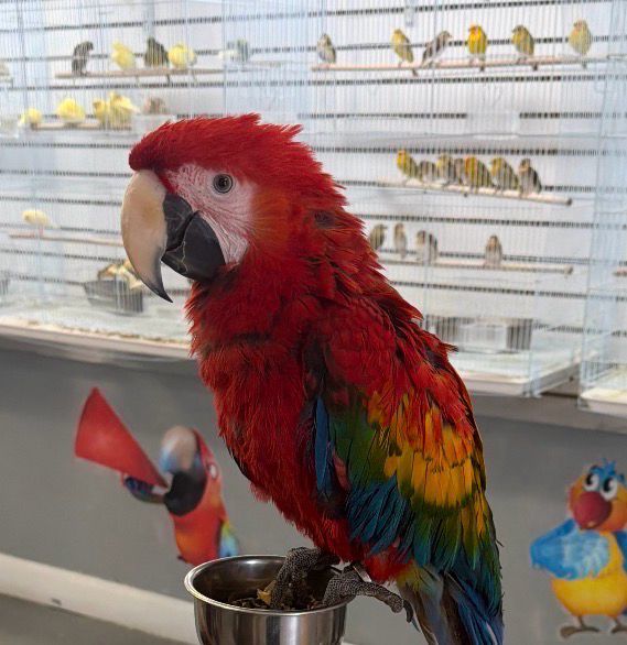 Macaw Ruby