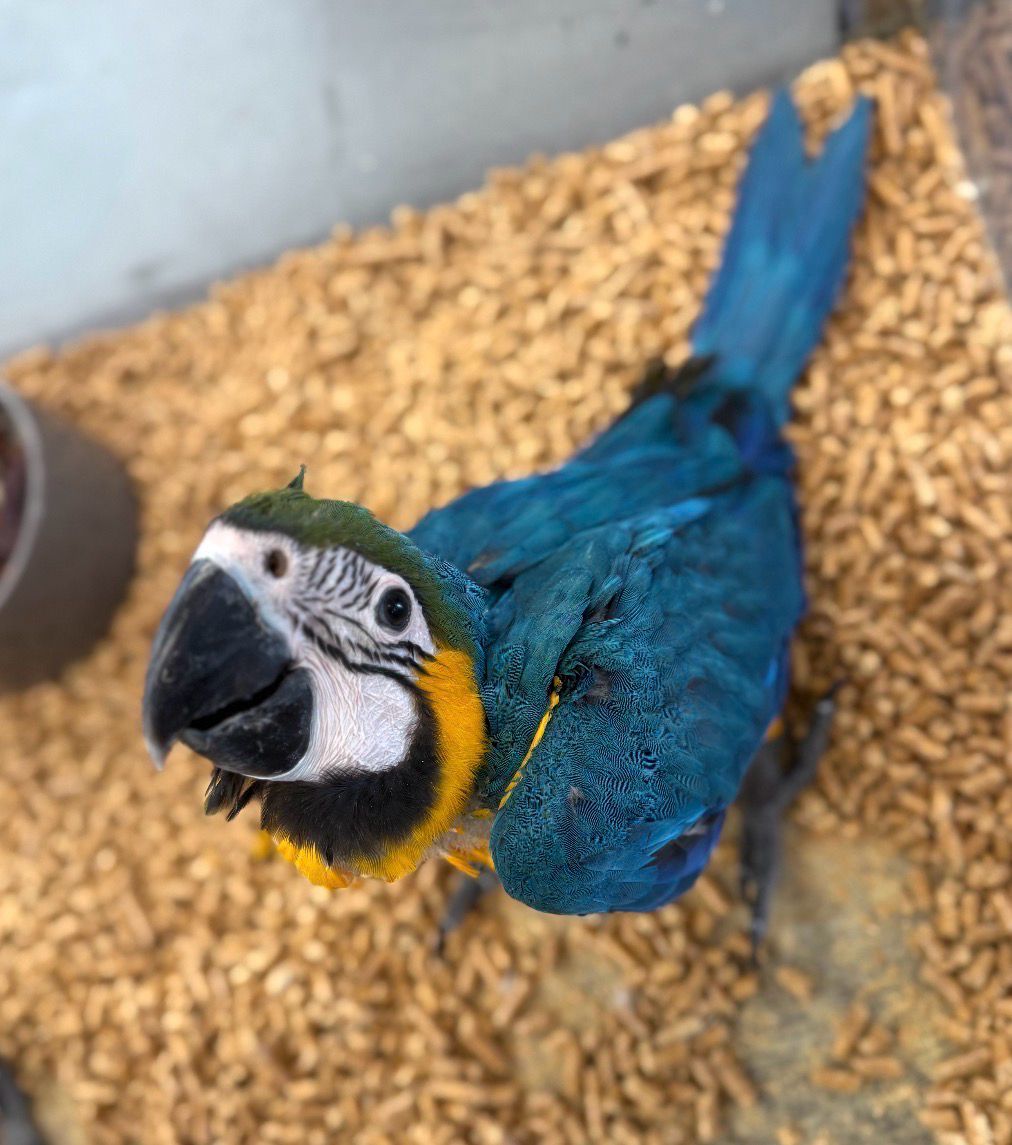 Macaw Blue And Gold
