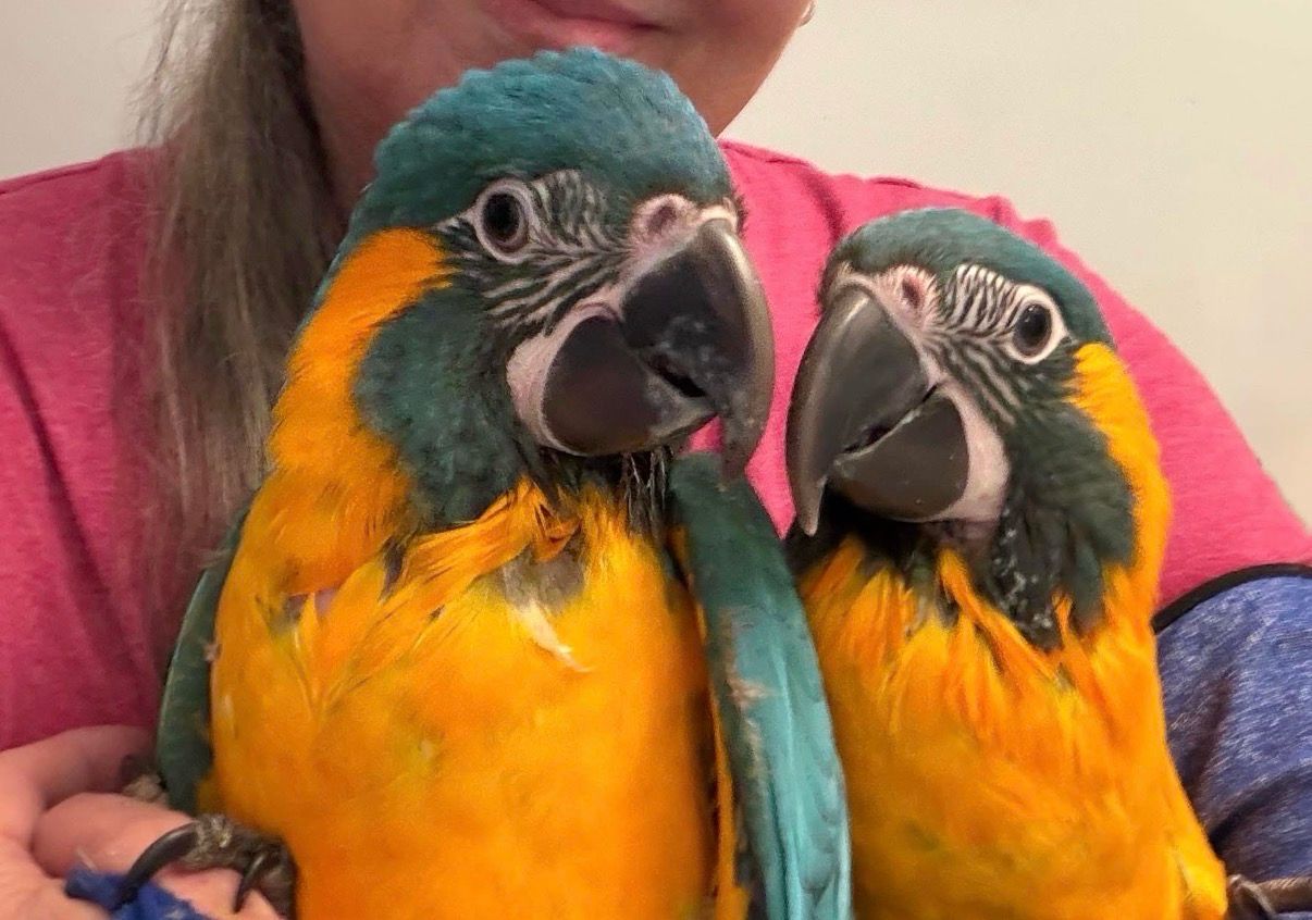 Macaw Blue Throat