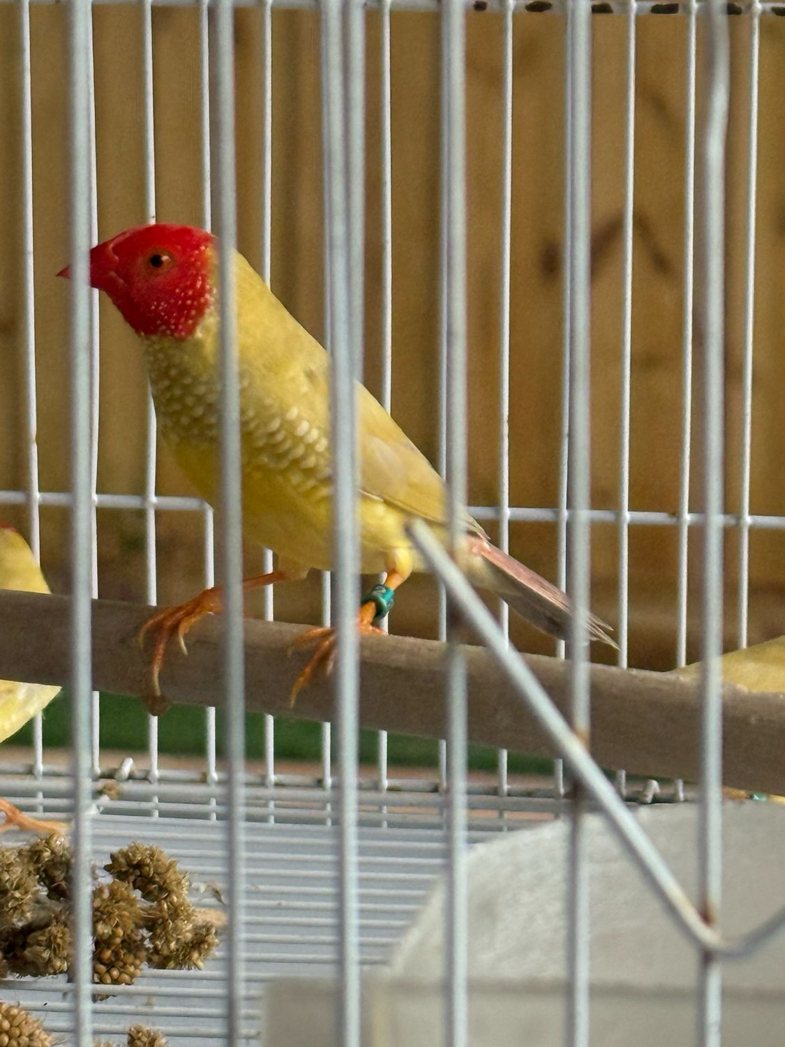 Star Finch Imported From Belgium