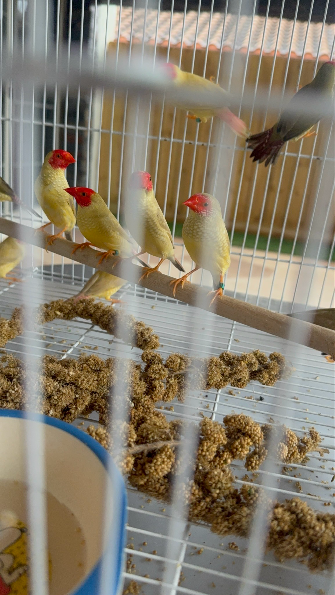 Star Finch Imported From Belgium