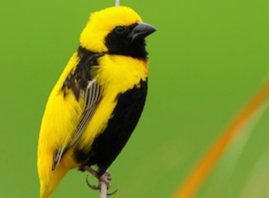 Yellow Crowned Weavers/Napolean Weavers