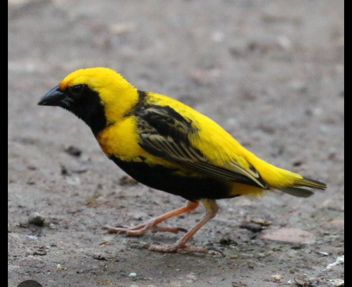 Yellow Crowned Weavers/Napolean Weavers