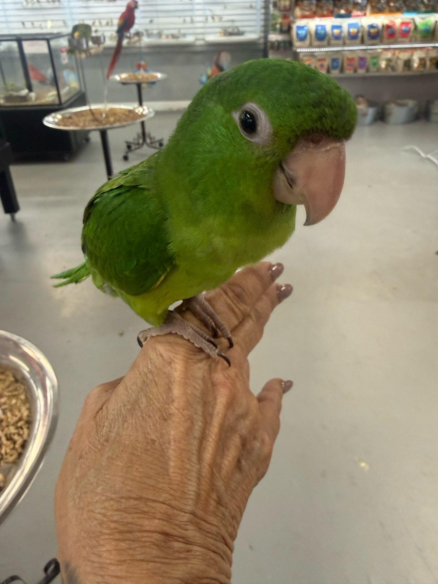 Conure Aztec Or olive throated