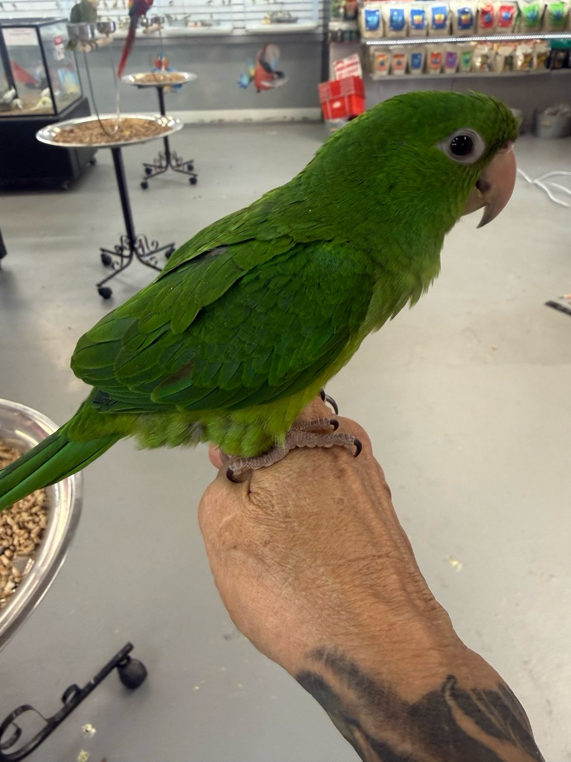 Conure Aztec Or olive throated