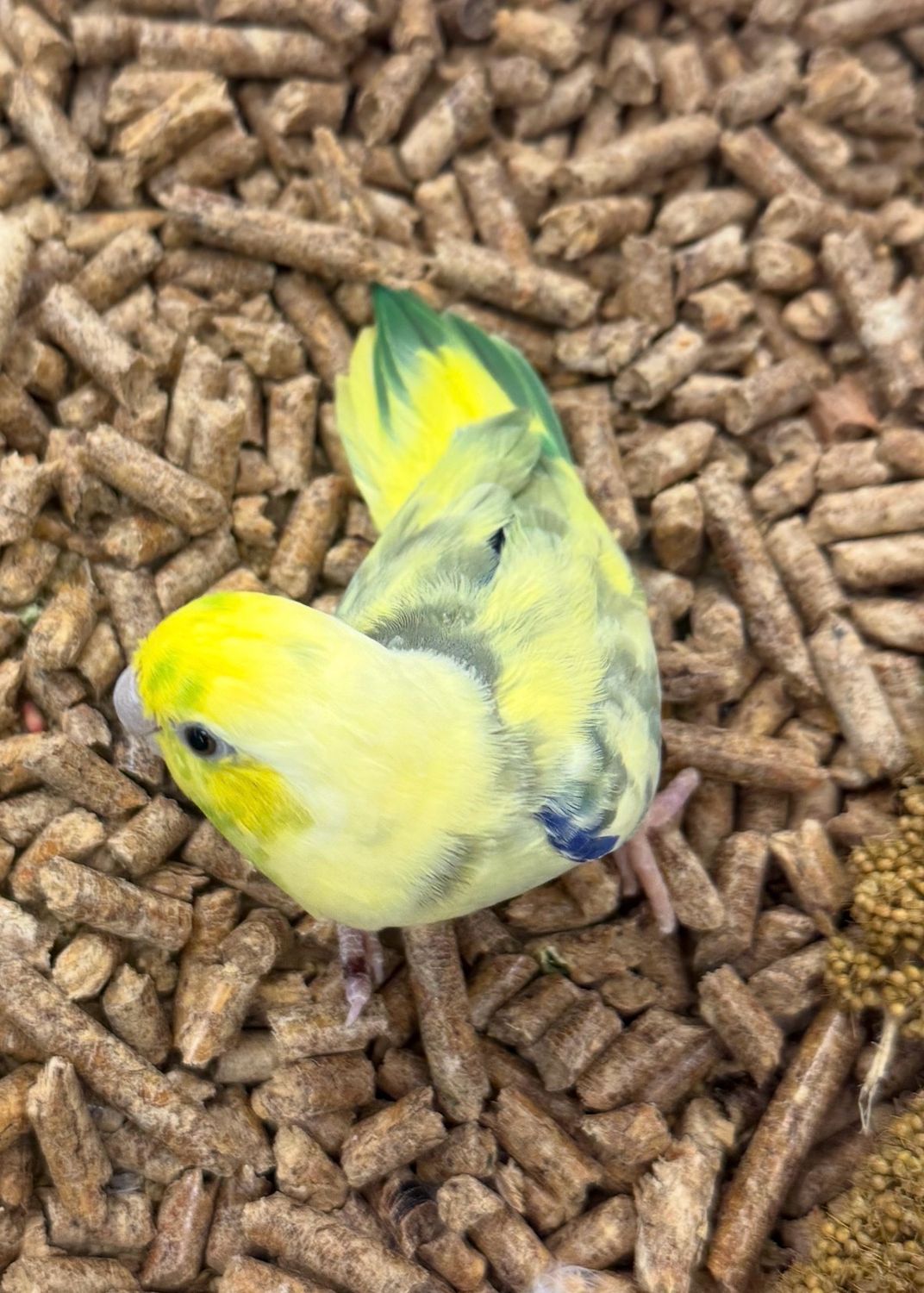 Parrotlet Male And Female