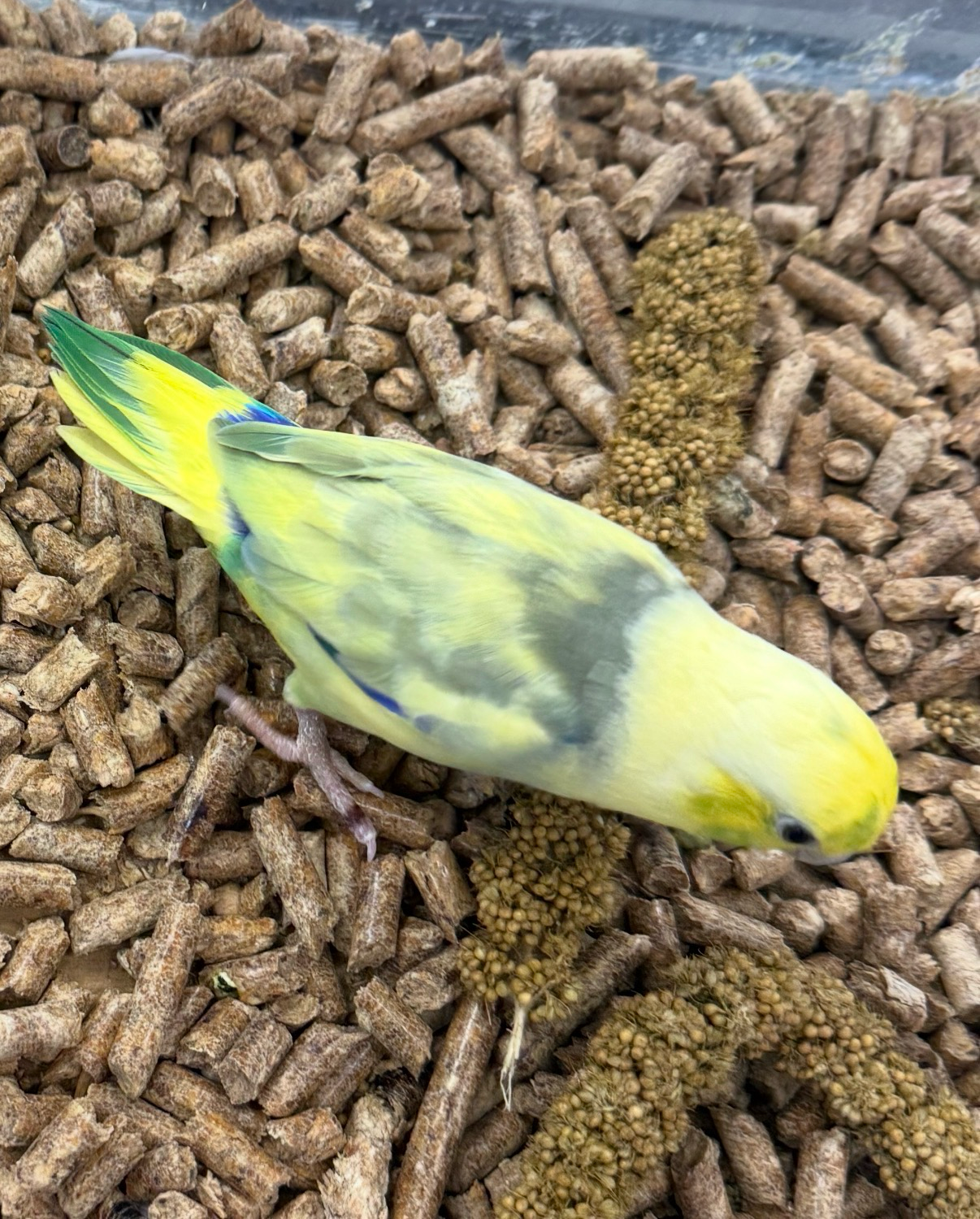 Parrotlet Male And Female