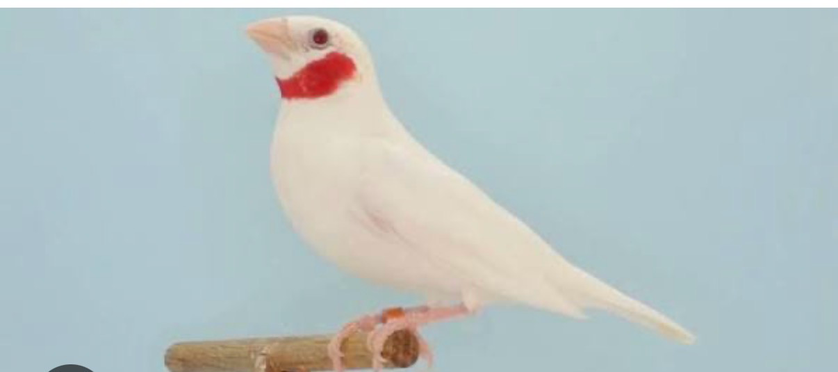 Cut Throats Albino Split