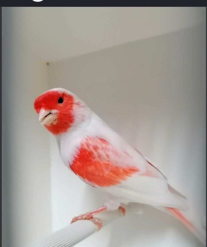 Canaries Mosaic Reds