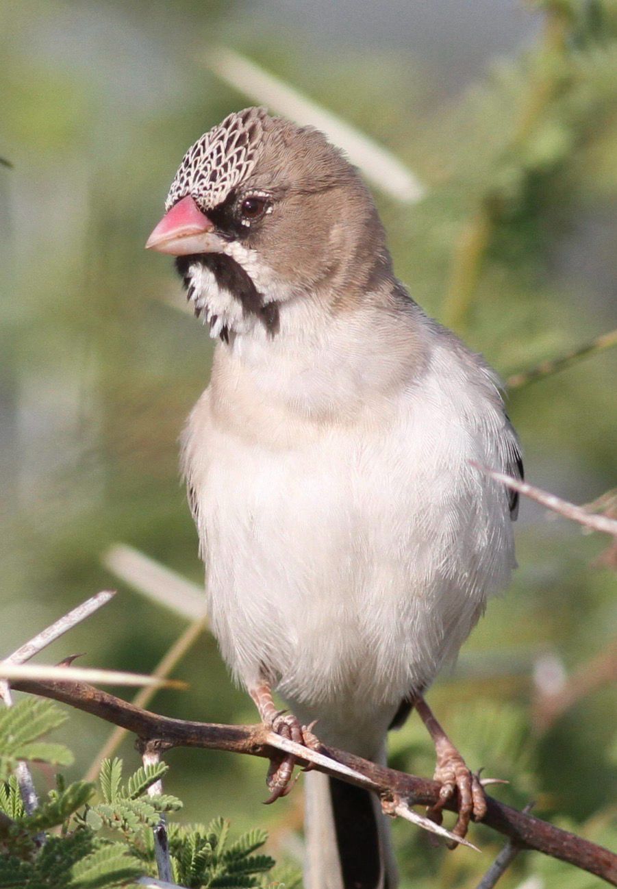Scaly Breasted Finch