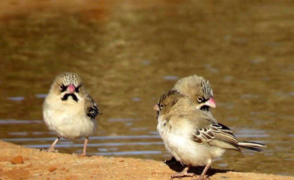 Scaly Breasted Finch