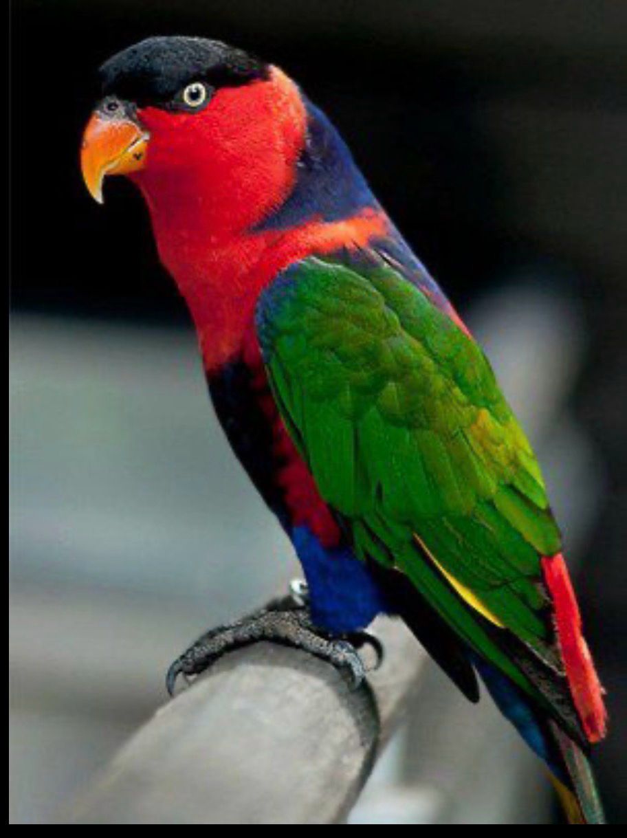Lorikeet Black Cap