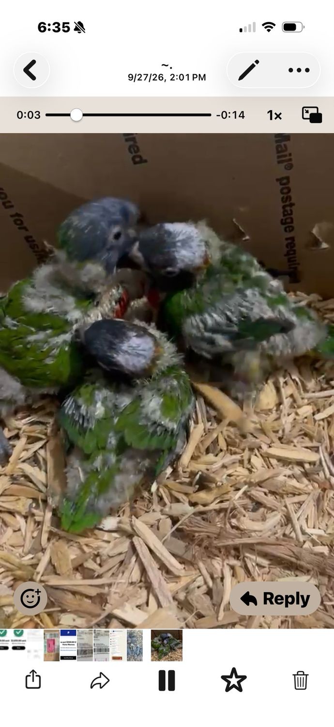Lorikeet Rainbow
