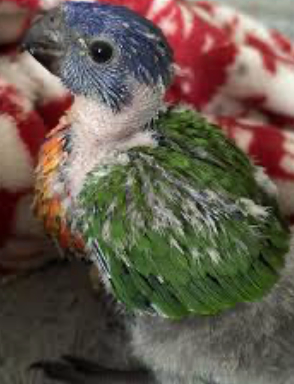 Lorikeet Rainbow