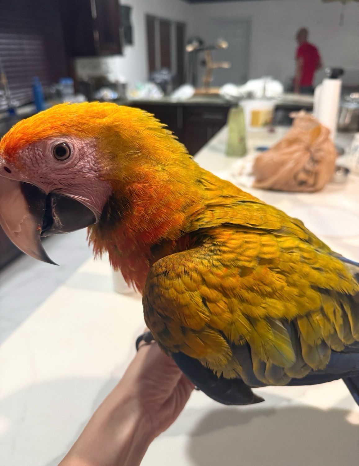 Macaw Camelot