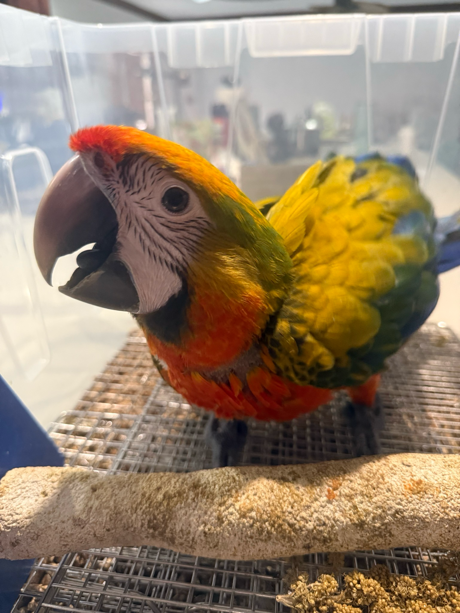 Macaw Camelot