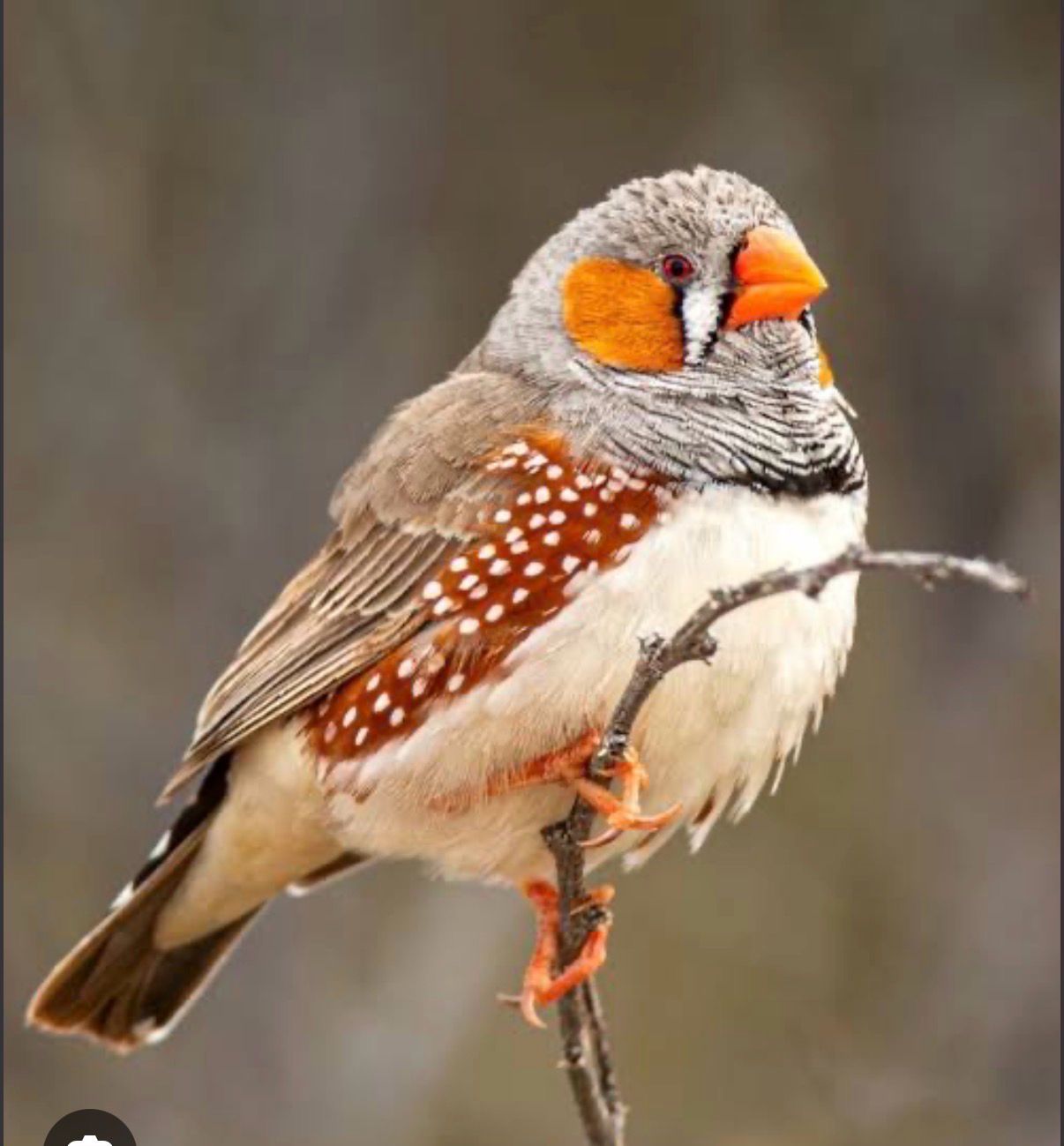 Zebra Finch English