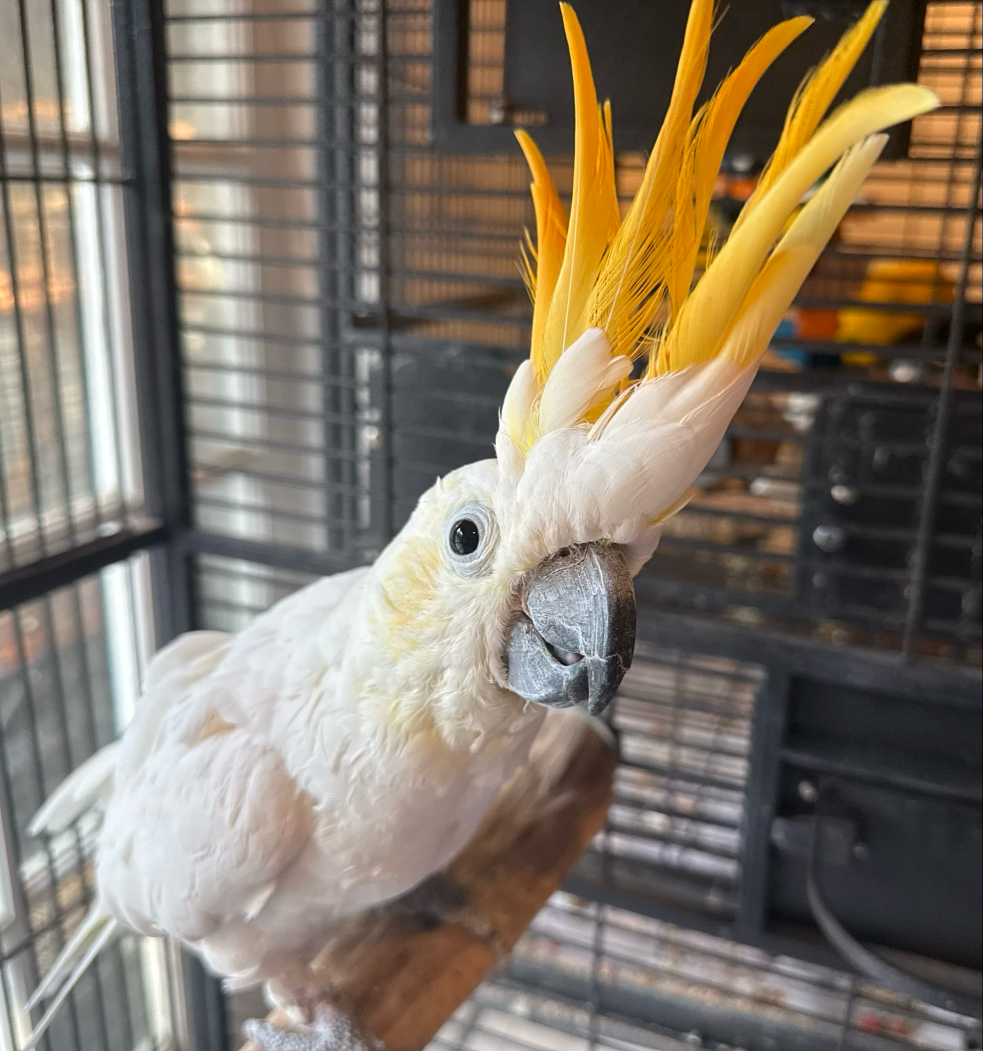 Cockatoo Citron