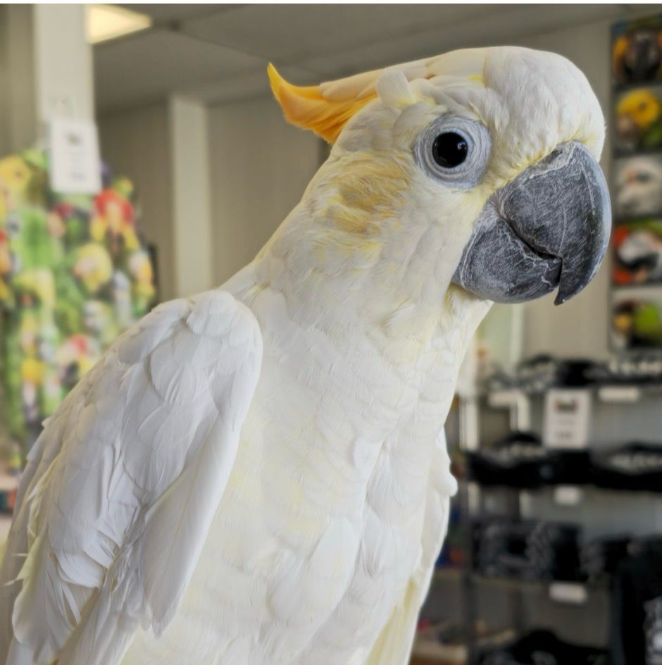 Cockatoo Citron
