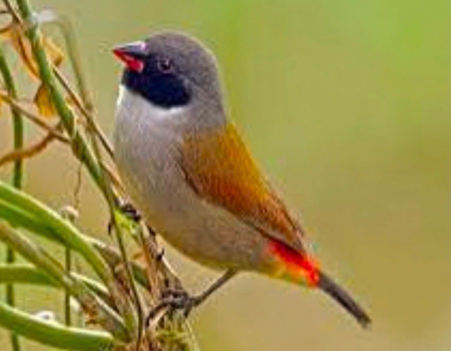 Swee Finch