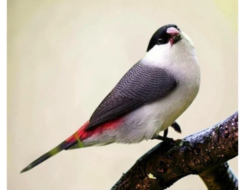 Black Crowned Wax Bill