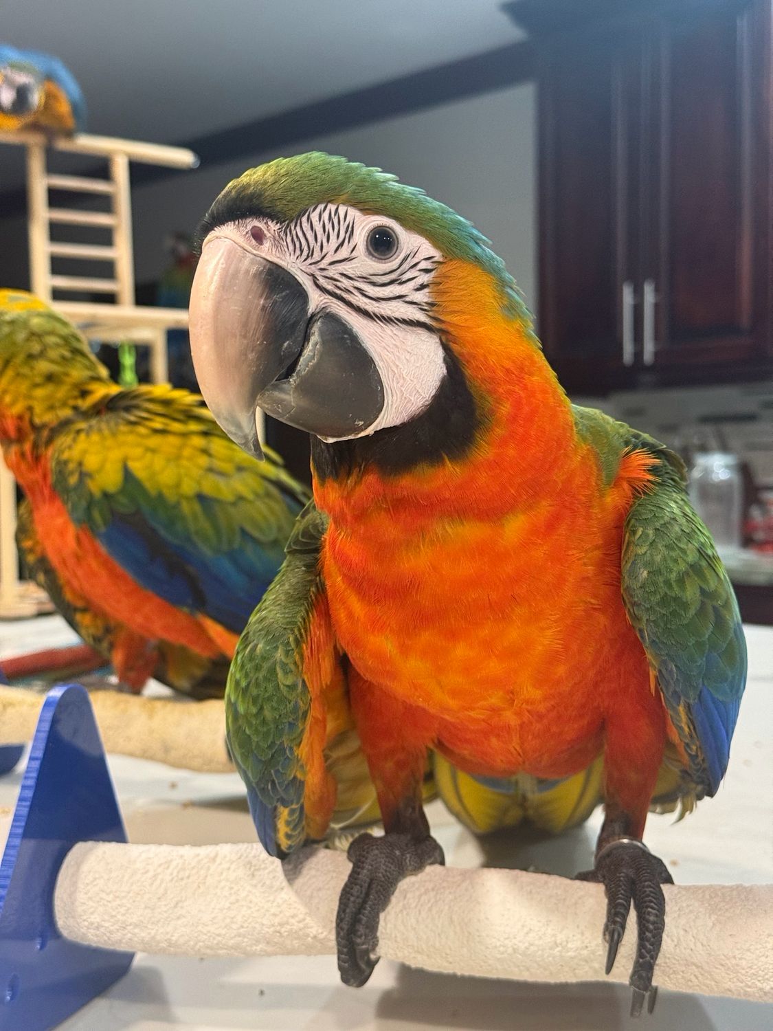 Harlequin Macaw