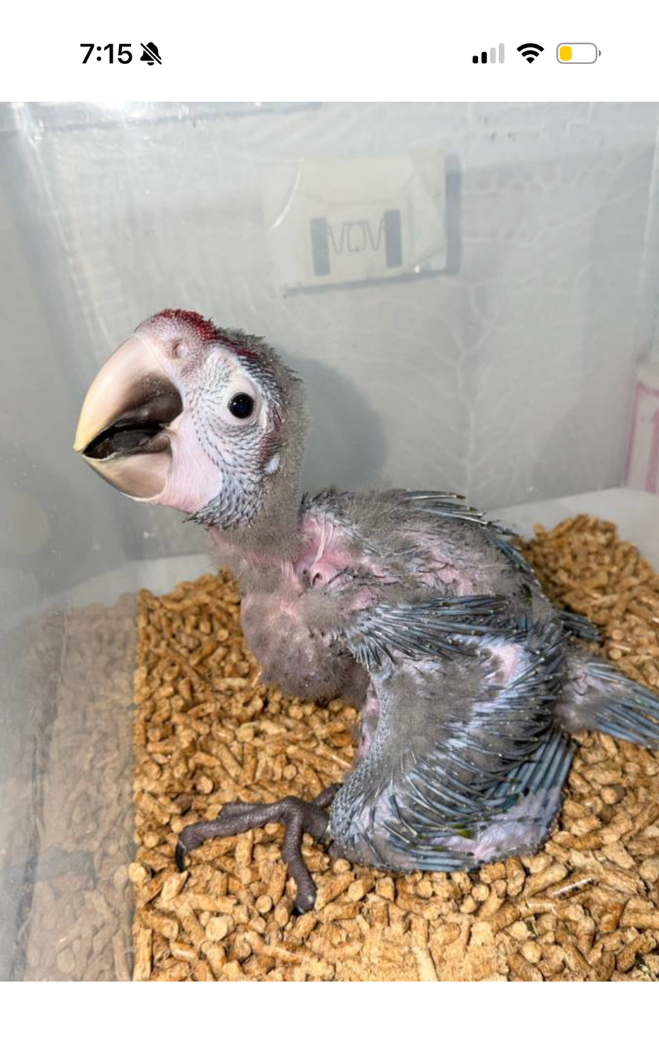 Calico Macaw